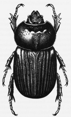 Homophileurus quadrituberculatus ex Moron