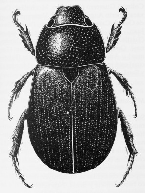 Dyscinetus dubius ex Moron